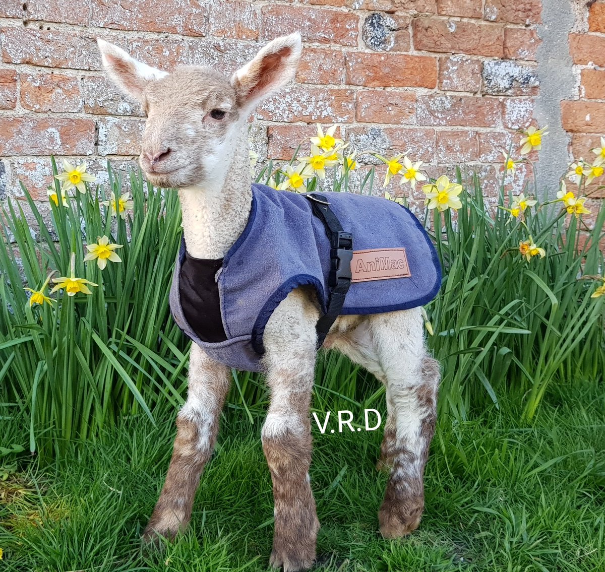 VickyDimond_97's tweet photo. Our lambs love to pose for photo. 📸🐑
This little lamb has had two mum's but has not worked so now another pet lamb. She definitely knows how to model a coat. @animacwear 🐑 #Lambing19 #sheep365 https://t.co/1NR5IzJtbv