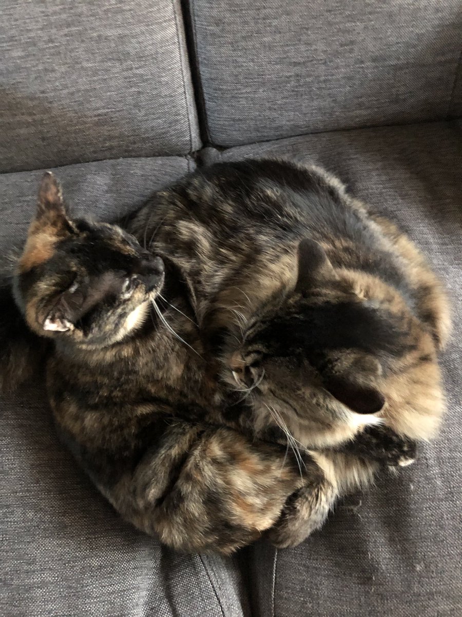 Bellatrix_Luna1's tweet photo. Cat ball! 2 headed cat!🙀🙀🙀🙀#bellatrix_luna2 #CatsOfTwitter #catsofinstagram #catstagram https://t.co/9G4MVjFe9m