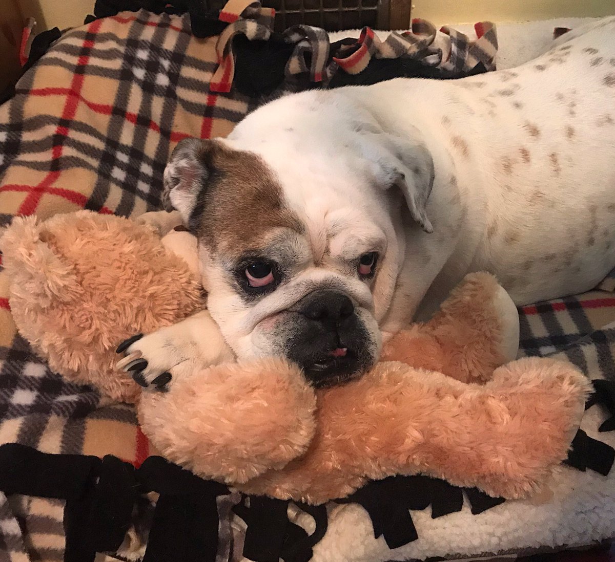MagooCrew's tweet photo. Teddy bear hijacker. #itsnothers #noshameinhergame #notsorry https://t.co/B3XIXwm0Z6