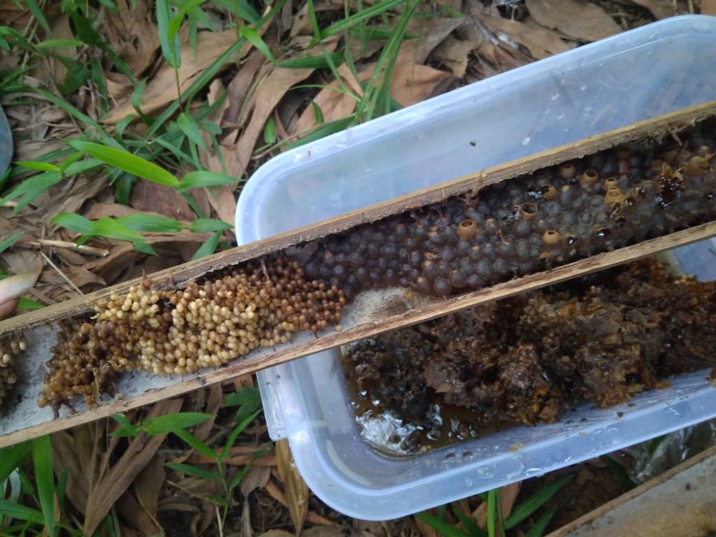 Pecah Koloni Lebah Klanceng Atau Trigona omsober.wordpress.com/2019/01/04/pec…