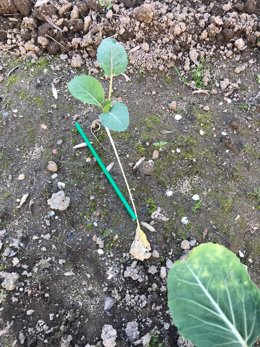 DevinNunes's tweet image. Found this plastic straw in my garden today. Anyone have the number for the #StrawPolice Socialists?