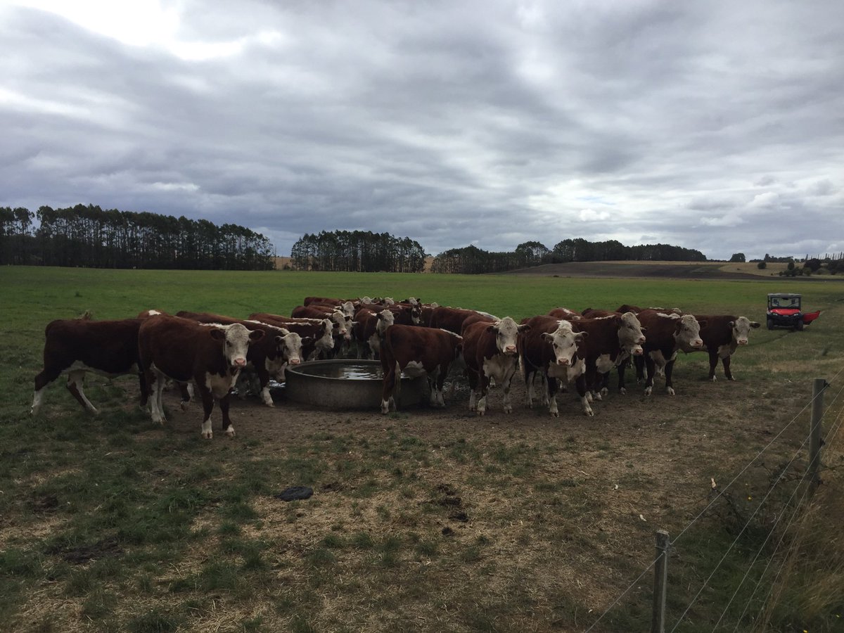 AgFirstNZ's tweet photo. A busy time in Tasmania for Nico Mouton, director at AgFirst Waikato. He's visiting several farms and last week attended the #ifma22. Plenty to discuss around crops, irrigation, beef, sheep and forestry. https://t.co/Xtkry6Ydet