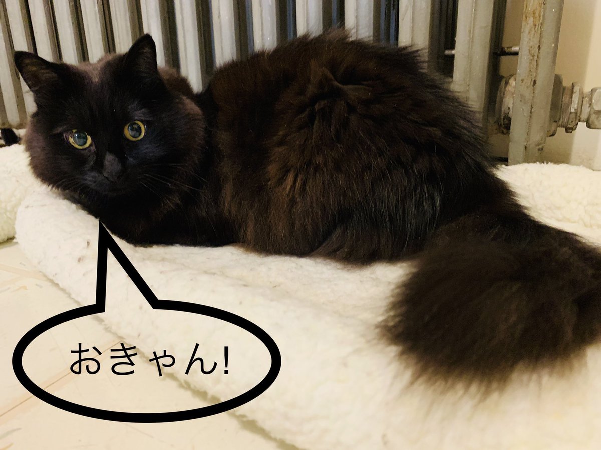 Uzivatel しんコロ しゃべるねこ しおちゃん Na Twitteru しおちゃん呼んでみた