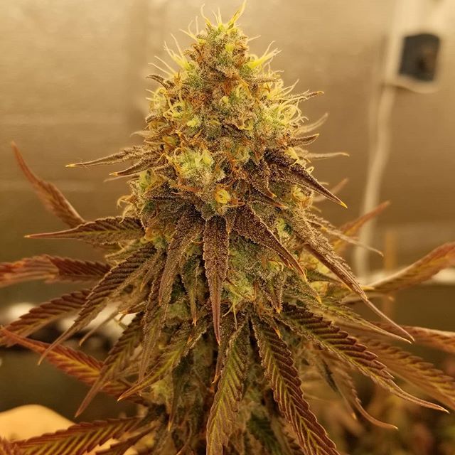 growratio's tweet photo. Platinum Valley ✈️✈️ grown out by fuellcanna with growratio #growapp enabled NLN1 series fixtures https://t.co/derjnX6MpY