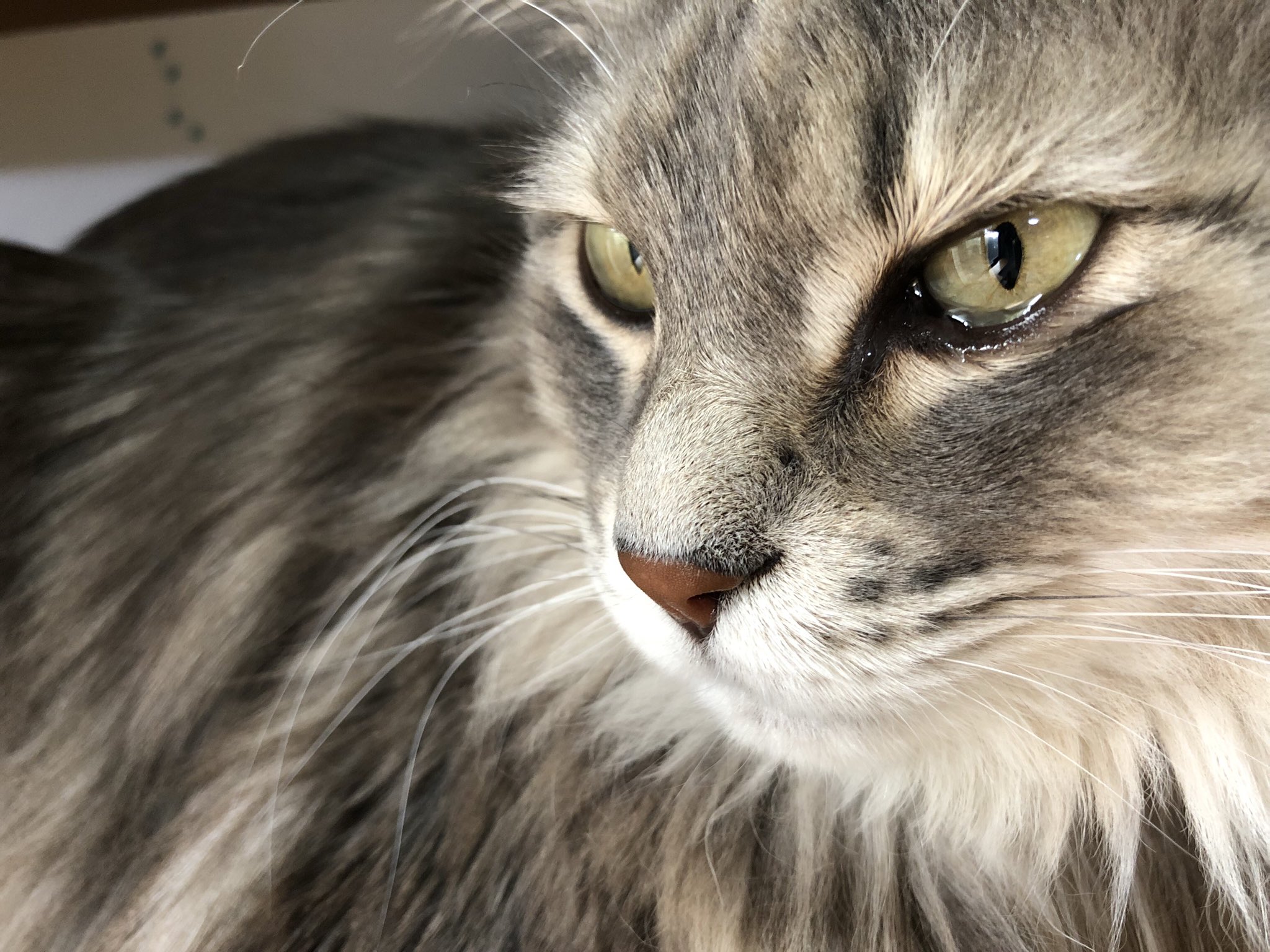 Twitter 上的 Mya Mam イークの涙 ここ数日クシャミ連発 D ｨｸｼｯ ｸｼｭﾝｯ 艸 花粉症 猫の花粉症 猫の涙 T Co jvre6odf Twitter