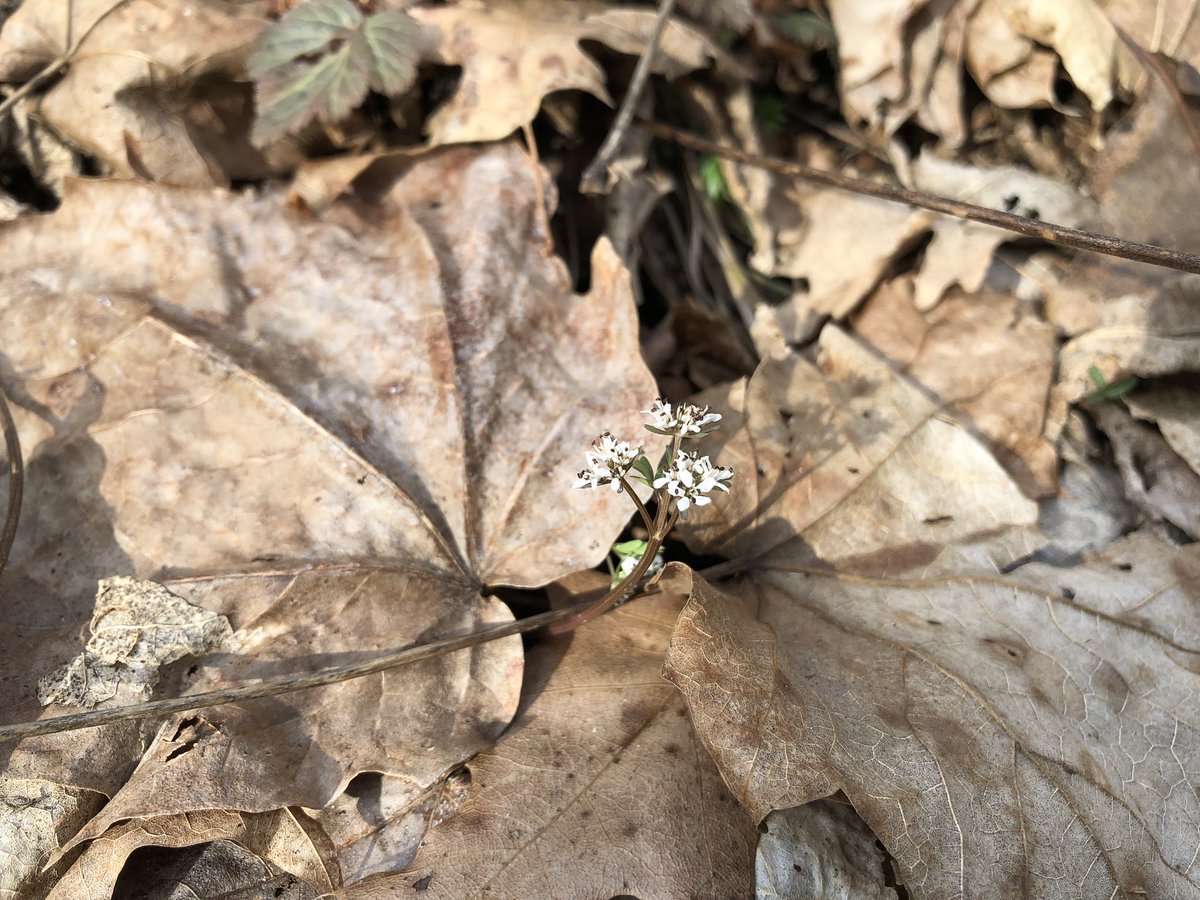 WVU Core Arboretum tweet media