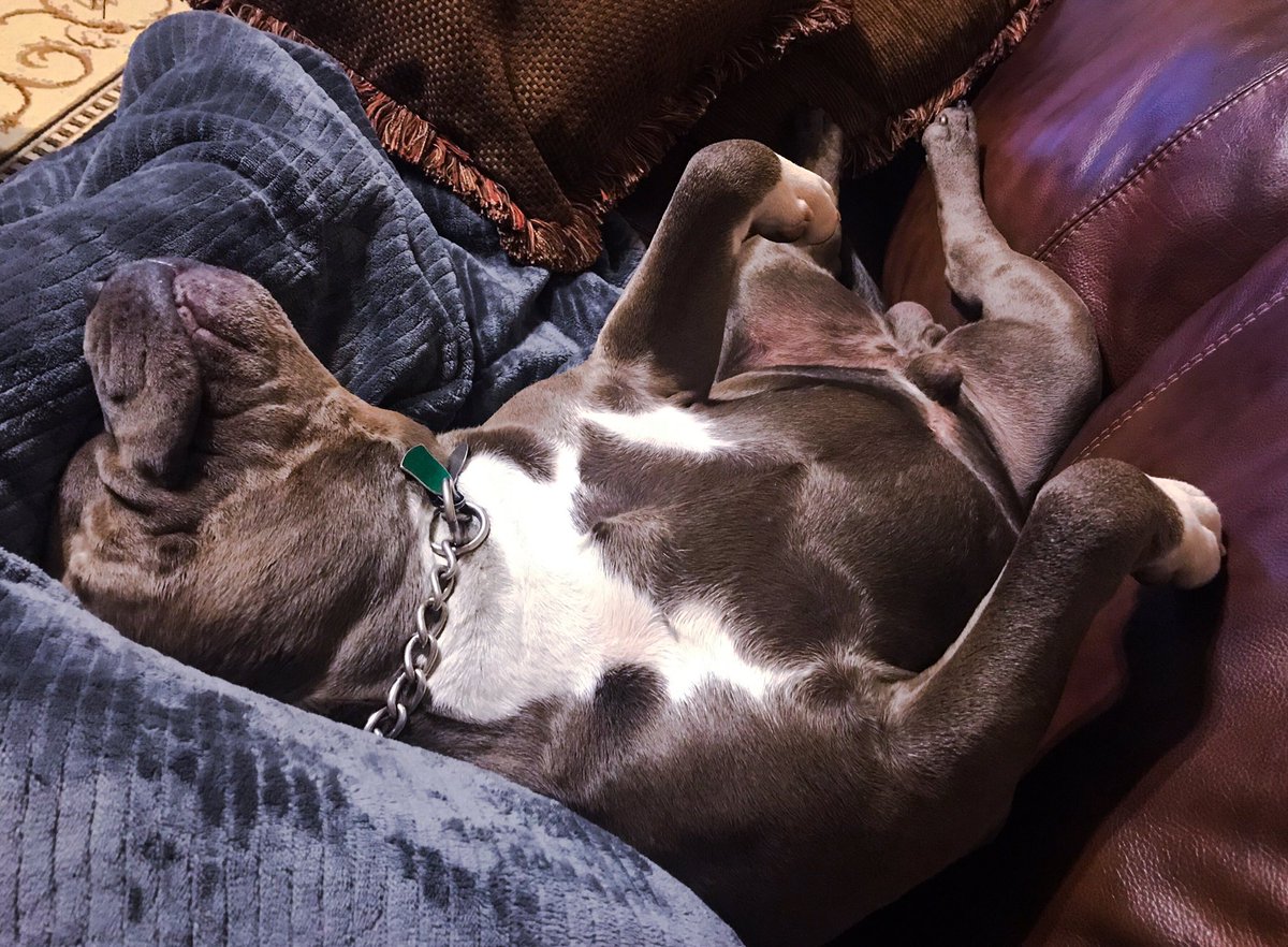 IfMyDogsCouldT1's tweet photo. If it’s wrong to be in bed at 8 pm, which was 7 pm yesterday, I don’t want to be right. https://t.co/PR1Zorsy6U