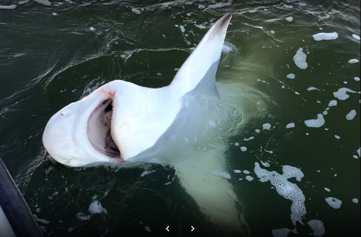 justcastcharter's tweet image. You don't have to worry about the perfect setting to get your trophy "Shark" Book your shark hunt with Just Cast Fishing Charters. They are true to their name.  Book your trip and "Just Cast"
justcastcharters.com/book-shark-hun…
#deepseafishing #sharkhunt #justcastcharters #galveston