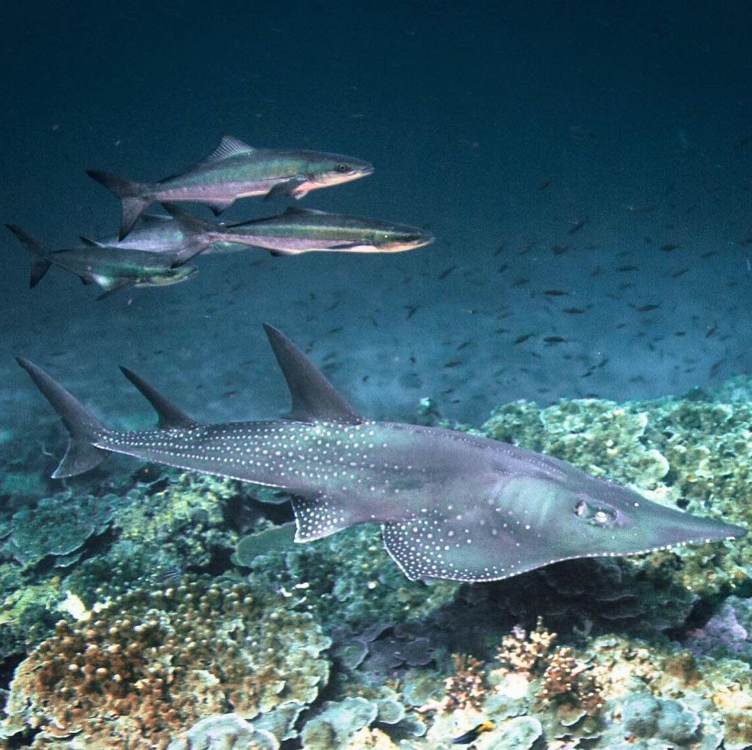 Shark Guardian tweet media