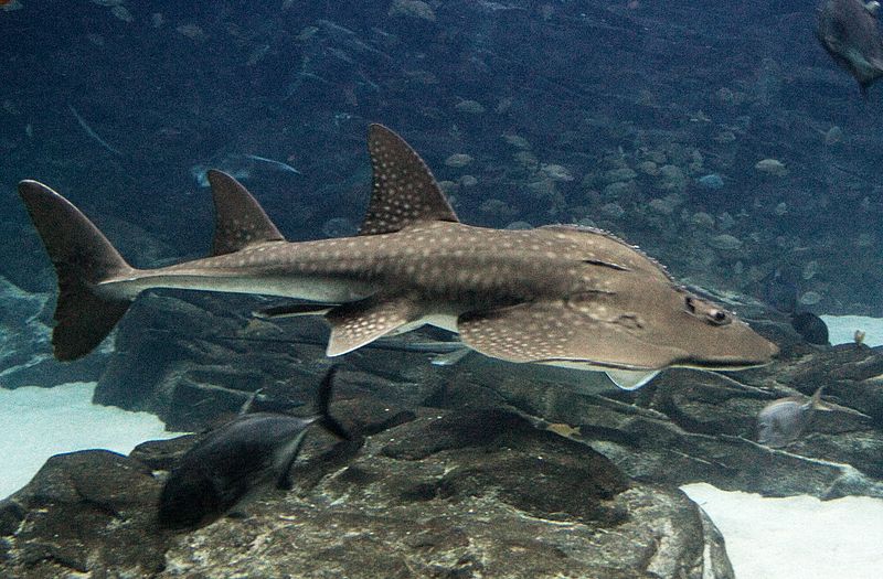 Shark Guardian tweet media