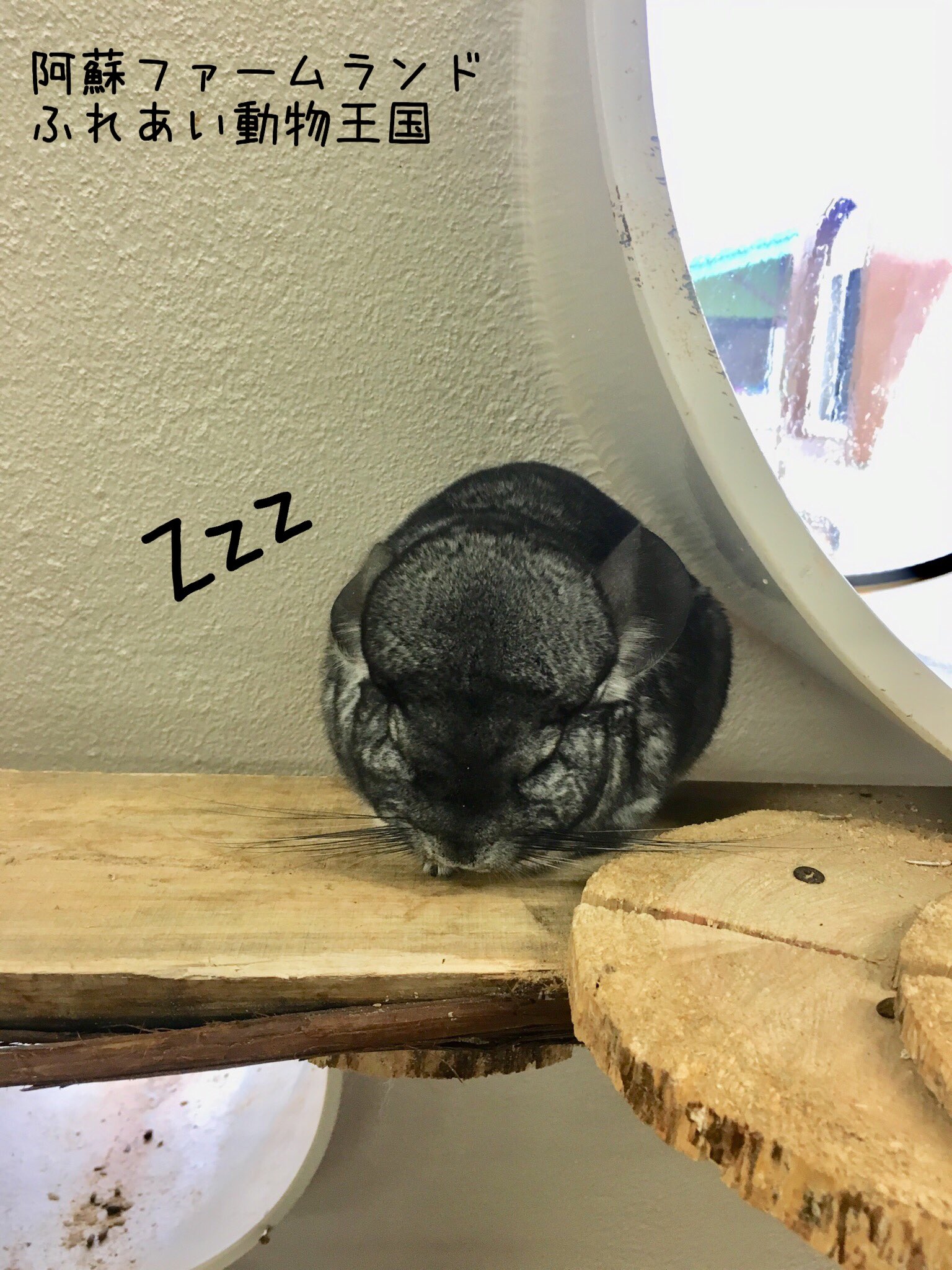 阿蘇ファームランド ふれあい動物王国 Asomanabi Twitter