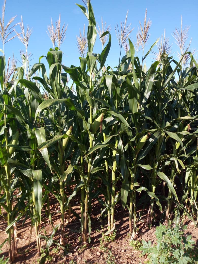 Obert Maminimini tweet media