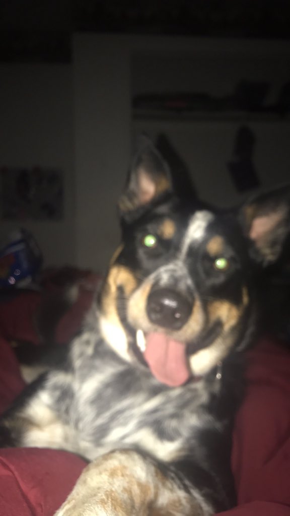 grice_grice_bb's tweet photo. @len7weets This bois name is Bandit https://t.co/4AYSgoJqFs