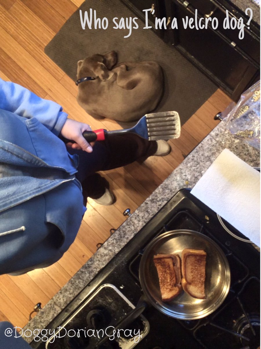 doggydoriangray's tweet photo. #dog #doglife #dogmom #dogoftheday #dogsarefamily #dogsoftwitter #greyghost #happydog #ilovedogs #ilovemyweim #mydogiscutest #puppy #puppylove #socaldog #weimpuppy #weimaraner #weim #weimlove #weimobsessed #weimaraners #weimaddict #weimlife #weimy #weimlover #weimoftheday https://t.co/37Pgxeoz9q
