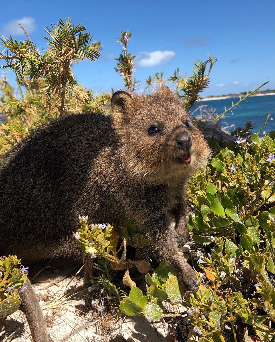 #HappyQuokkaMonday Image: lisatabi_2 (IG)