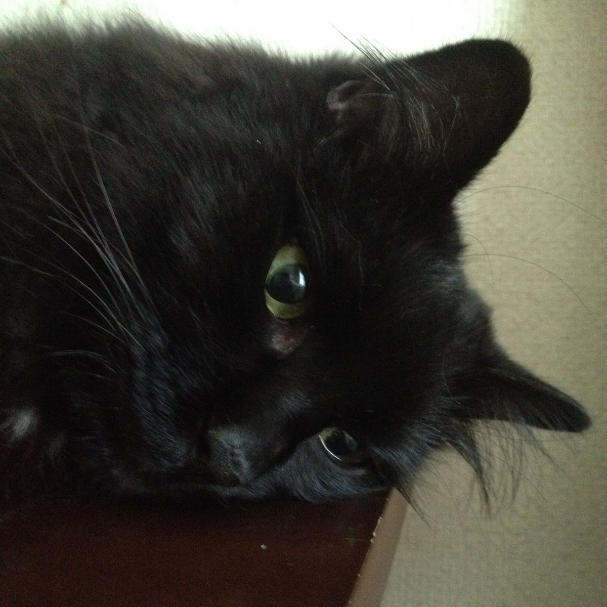 しんコロ しゃべるねこ しおちゃん しおちゃん呼んでみた