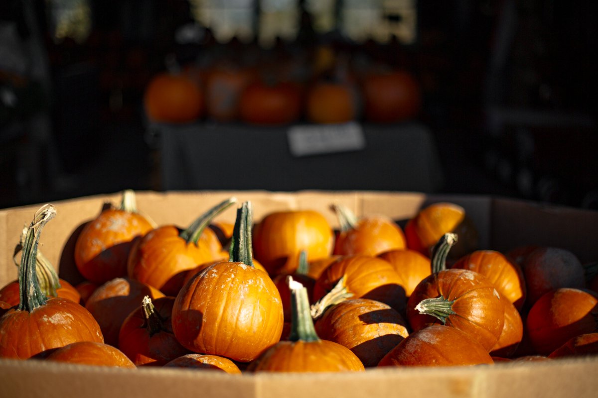 byMarkLeslie1's tweet photo. Pumpkin farm in Ohio, USA. Please Follow and RT!
#Photography #Ohio #USA #Adobe #Canon #Photoshop #Lightroom #Sedgley #Dudley #Wolverhampton #Walsall #WestBrom #Weddings #Portraits #Marryoke #PhotographerForHire #BookNow https://t.co/0SlxWrm9A8