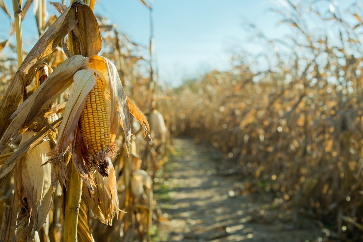 byMarkLeslie1's tweet photo. Pumpkin farm in Ohio, USA. Please Follow and RT!
#Photography #Ohio #USA #Adobe #Canon #Photoshop #Lightroom #Sedgley #Dudley #Wolverhampton #Walsall #WestBrom #Weddings #Portraits #Marryoke #PhotographerForHire #BookNow https://t.co/0SlxWrm9A8