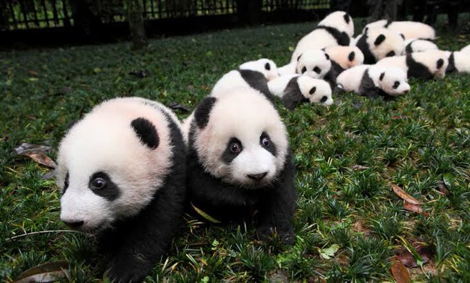 パンダみたいな熊の正体はヒグマだった 突然変異のアルビノのクマ ままじかん