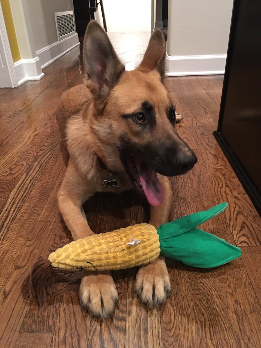 funsizekc's tweet photo. @dog_rates This is #jovi she lives in #kansas and helps with the #corn #harvest like a #goodgirl https://t.co/62DLbh8sqn
