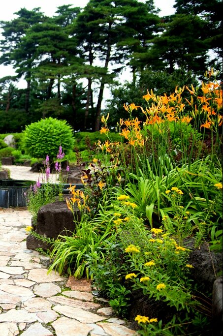 겨울 화분에서
헝겁단추
만한 꽃이 피었다
분홍빛 잇몸
앞니 하나로 웃고있는
햇빛의 양녀들

♧_겨울꽃,정해영