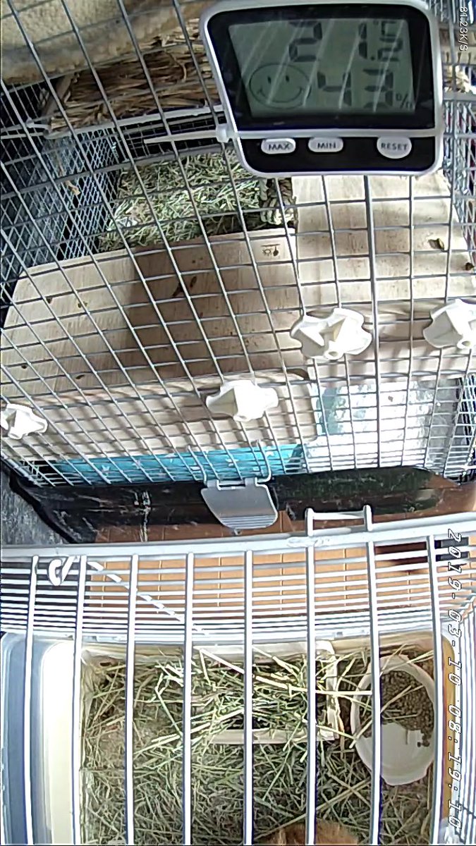 xlKKnNE7bptCUkX's tweet image. ちくわくんお迎えしたら、モコとちくわ両方をペットカメラで見れないことに気がついた😅
さてどうしよう…
現状はこんな感じ。
eCameraいいけど、1万円するから簡単に買えない🤤
他のにするとアプリで同時に確認できない(笑)
#ペットカメラ #ecamera #linkjapan