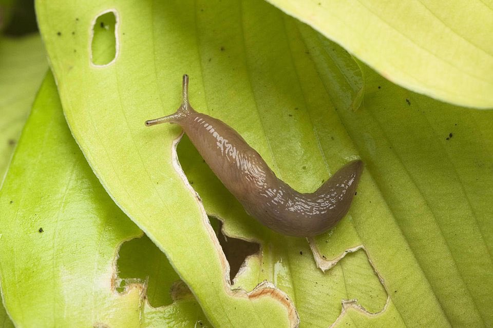 Acctivesolution's tweet photo. All this wet weather will bring the slugs out to play! See #Nemaslug @The_RHS #cardiff @BASF_Nemasys_UK @PaskettPR https://t.co/GhxSvXhS2C