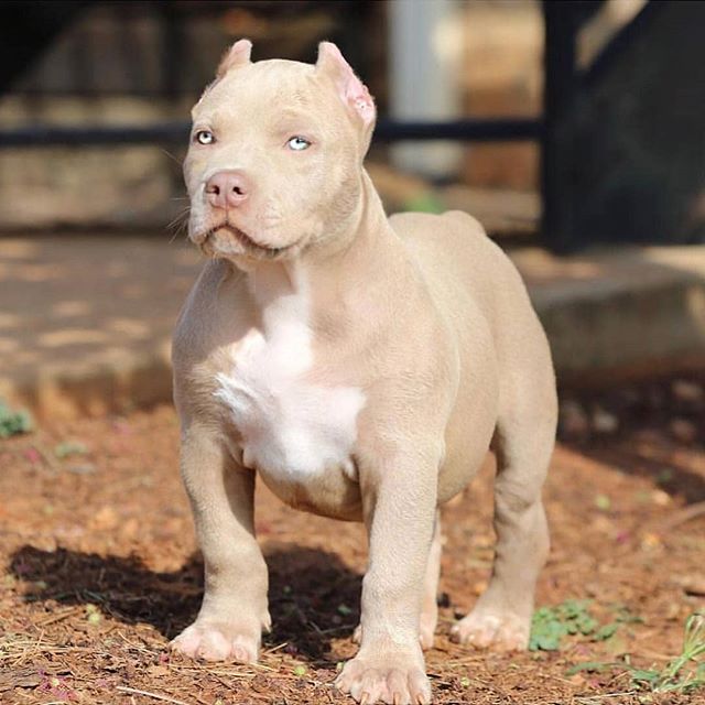 #pitbull #pitbullsofinstagram #pitbulllove #pitbullpuppy #pitbullmom #pitbullinstagram #pitbullpride #pitbullofficial #pitbulllover #pitbullmix #pitbulllovers #pitbullterrier #pitbullnation #pitbullgram_ #pitbullfriends #pitbullgram #pitbullvixens #pitbullrescue #pitbullofinstagr