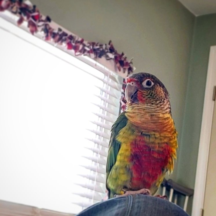 OsloBird's tweet photo. When a song is so good and touching, that you not only dance to it, but fly for the first time ever. @metheridge #fadedbydesign inspiring
#birdistheword #melissaetheridge #love https://t.co/S4GHolbRI0