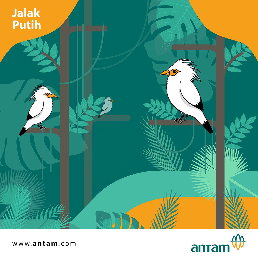Antam On Twitter Jalak Putih Adalah Fauna Endemik Jawa Barat