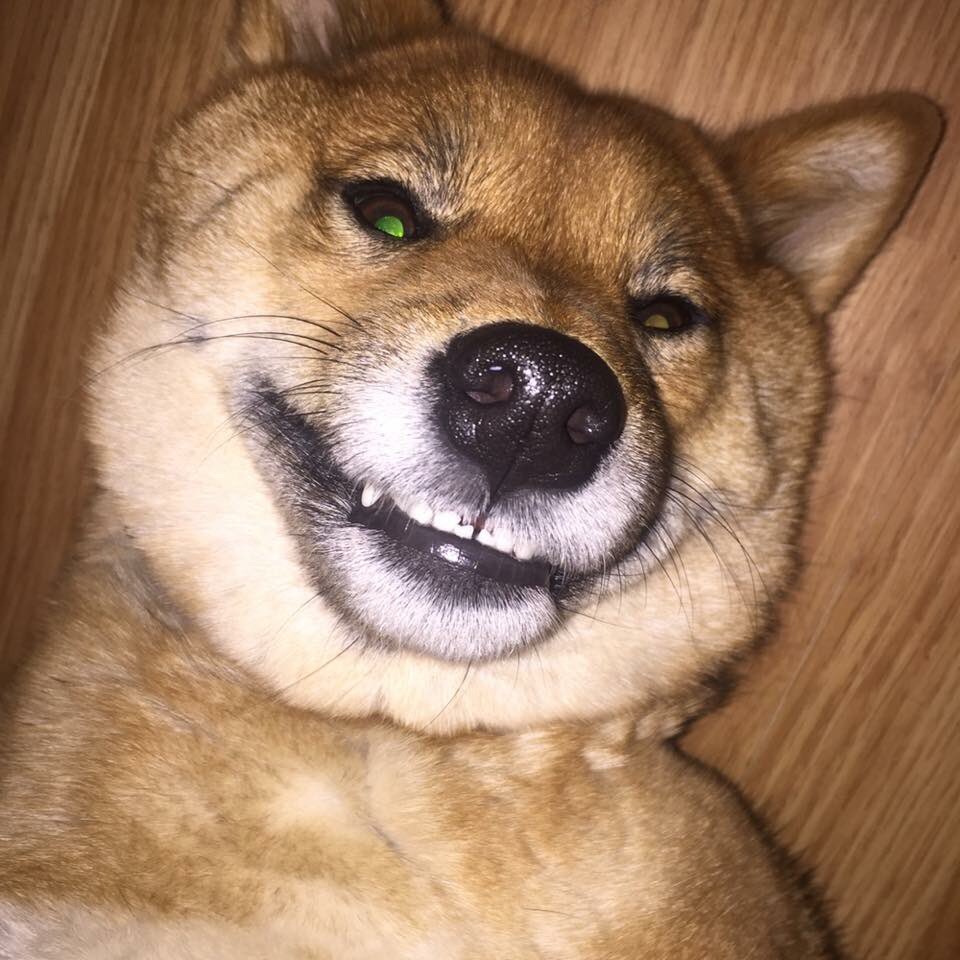 trashieheather's tweet photo. @len7weets 🐕💕 https://t.co/hKwVDCxuXu