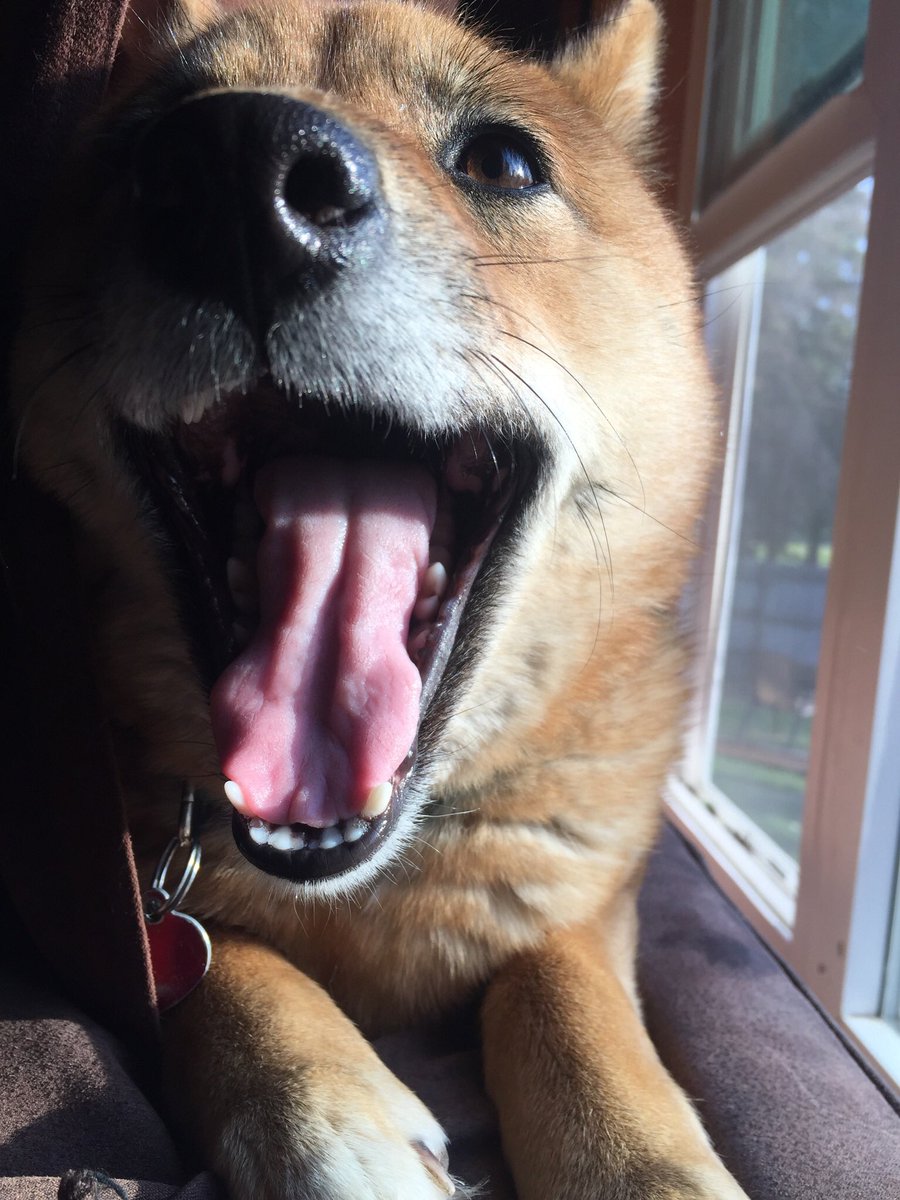 trashieheather's tweet photo. @len7weets 🐕💕 https://t.co/hKwVDCxuXu