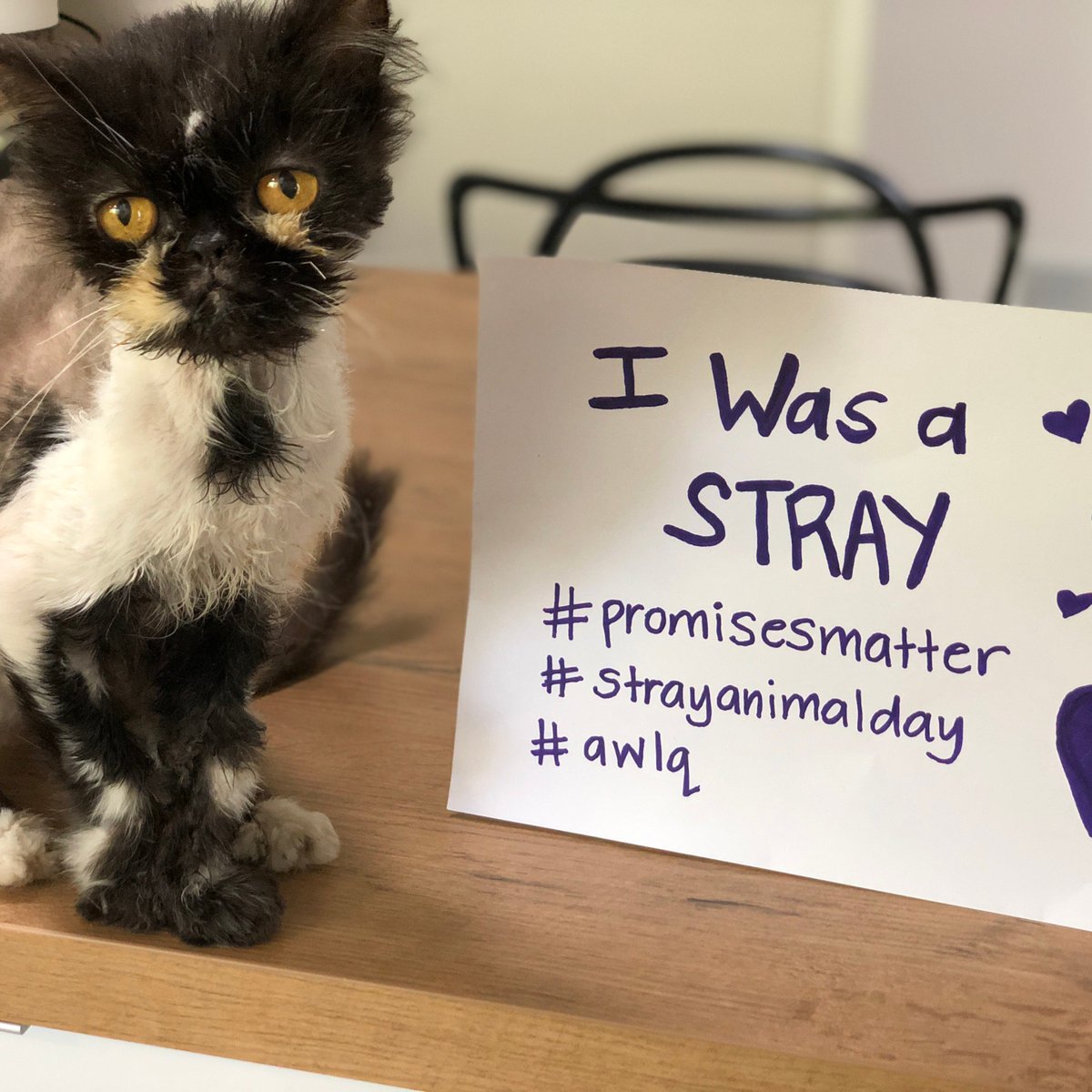 AWLQ's tweet photo. Have you given a stray a second chance? Like Belinda here 🤔😻 Share your #StrayStory with us below. ➡️Save the date to help AWLQ save the lives 🐶🐱 4th April 2019 is Stray Animal Day – visit https://t.co/ET0s9Ezjb1 for more.
#PromisesMatter #StrayAnimalDay #awlq #awlqld https://t.co/XU0IM6Pvxc