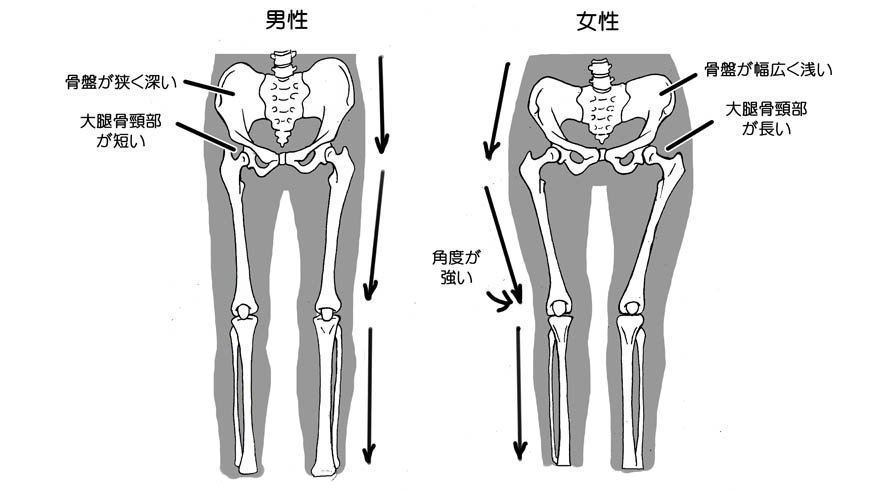 川崎悟司 人の骨格で 男女の差が顕著に出てるのは やはり出産に大きく関わる骨盤ですね 骨盤の差があるので その左右につながる足の付き方も 差がでる T Co Ebz8gpbb4e Twitter