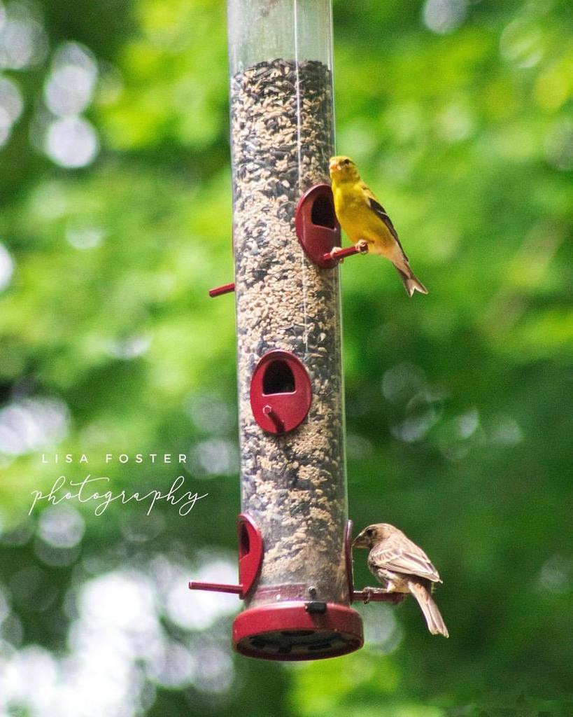 Going through old photos on my hard drive and came across this image taken at #hiddenpond #naturecenter in #virginia #birdwatching #lisafosterwildlife #onlyinva #virginiaisforlovers #loveva #naturalvirginia #virginiaisbeauitful #onlyinvirginia #virginiap… ift.tt/2SVPSYr