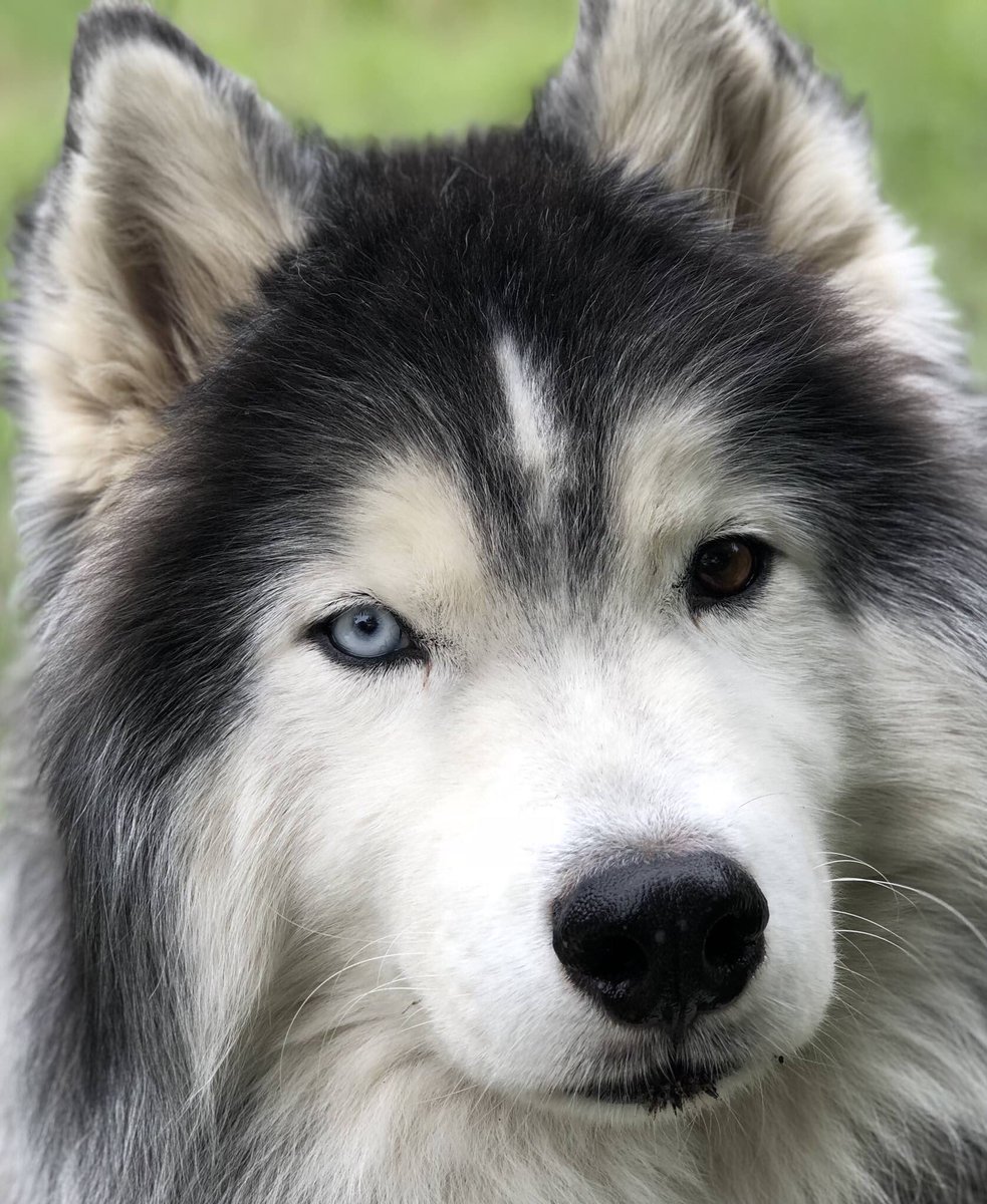 kumapaws376's tweet photo. #woolyhusky #Odin #heterocromia
#supermodeldog #dogsoftwitter #doggo #heckin #goodboy #boye
πππππππππ
#majestic #husky #SiberianHusky #Huskies #pooch #chooch #stoicism #stoic #aesir #γ·γγͺγ’γ³γγΉγγΌ #γ·γγͺγ’γ³ #γγΉγγΌ #siberian #cyka #cykablyat #pupper #wooly π¦ https://t.co/4DxXZfkwoW