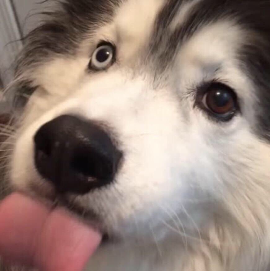 kumapaws376's tweet photo. #woolyhusky #Odin #heterocromia
#supermodeldog #dogsoftwitter #doggo #heckin #goodboy #boye
πππππππππ
#majestic #husky #SiberianHusky #Huskies #pooch #chooch #stoicism #stoic #aesir #γ·γγͺγ’γ³γγΉγγΌ #γ·γγͺγ’γ³ #γγΉγγΌ #siberian #cyka #cykablyat #pupper #wooly π¦ https://t.co/4DxXZfkwoW