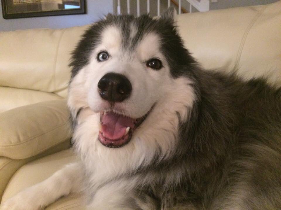 kumapaws376's tweet photo. #woolyhusky #Odin #heterocromia
#supermodeldog #dogsoftwitter #doggo #heckin #goodboy #boye
πππππππππ
#majestic #husky #SiberianHusky #Huskies #pooch #chooch #stoicism #stoic #aesir #γ·γγͺγ’γ³γγΉγγΌ #γ·γγͺγ’γ³ #γγΉγγΌ #siberian #cyka #cykablyat #pupper #wooly π¦ https://t.co/4DxXZfkwoW