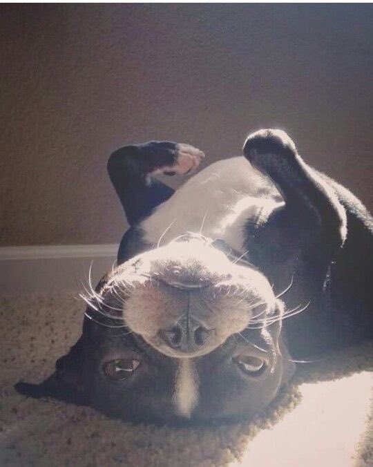 FotosGab's tweet photo. Content pups ❤️. #dogsarelove #dogsarefamily #puppies #puppylove #AdoptDontShop #pets #F4F2F https://t.co/l0SWrJzH31