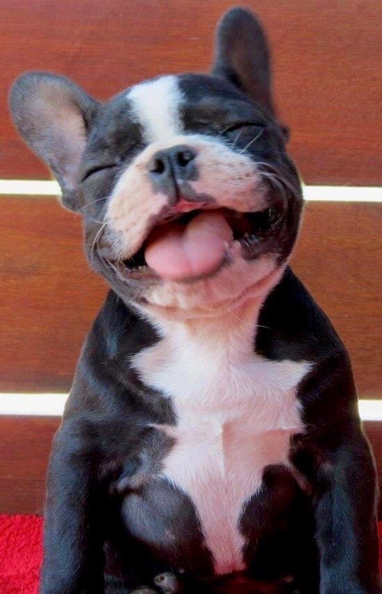 FotosGab's tweet photo. Content pups ❤️. #dogsarelove #dogsarefamily #puppies #puppylove #AdoptDontShop #pets #F4F2F https://t.co/l0SWrJzH31