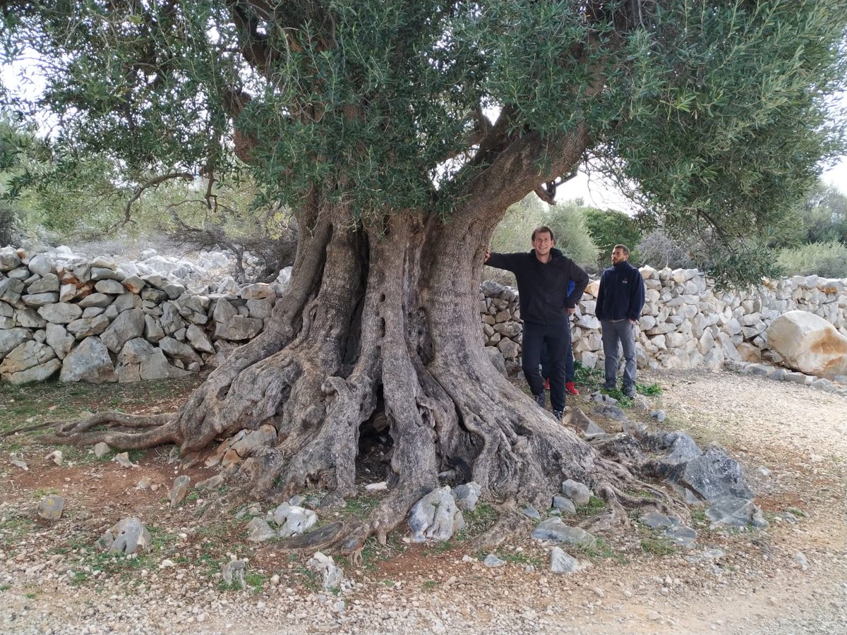 GalProjekt's tweet photo. This weekend we spent in Lun,  which is famous for one of the oldest olive groves in Croatia. Lun is one of our research areas. We will apply geotechnologies there in olive landscape modelling. 
#hrzz #gal_project #unizd
w//@vedrana_glavas @DrscLukaBabic @IvanPlascak https://t.co/KuqkjK4WKc