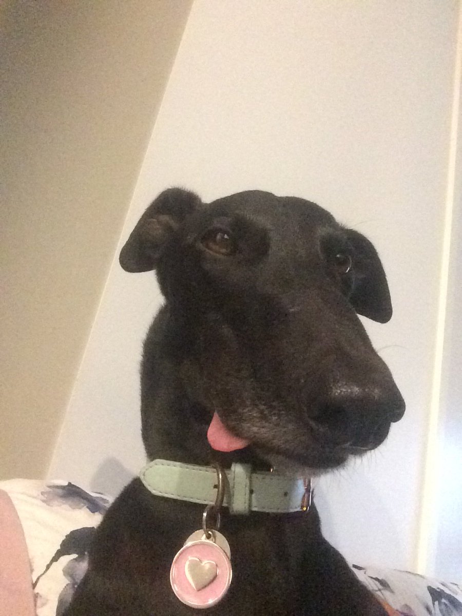 グレーハウンド