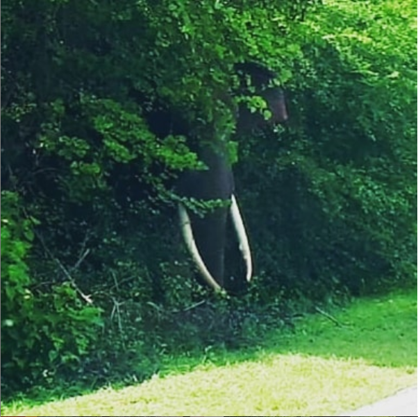 KumbukRiver's tweet photo. Knock, knock! Who's there? This ele sneaking up on the motorists on Buttala-Kataragama Road that cuts thru #YalaNationalPark thinks we cannot see it. Well, if not for the shiny tusks😀... This is on the way to @KumbukRiver . https://t.co/0nBoX5a7zQ