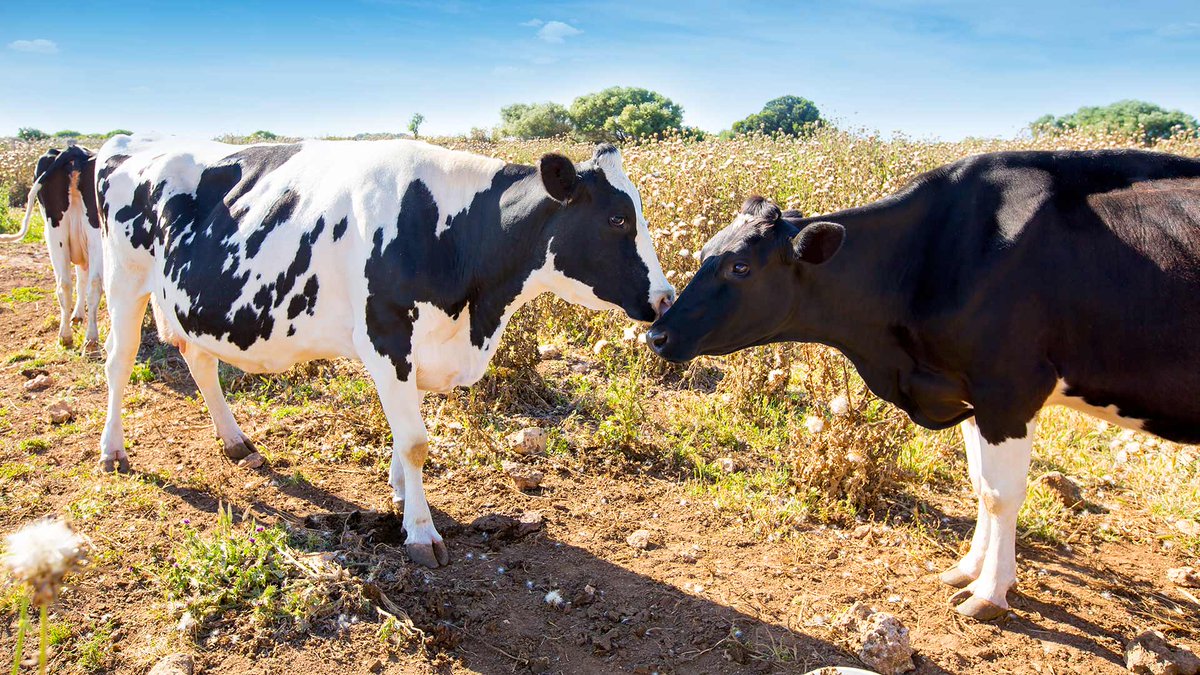 TurismeIB_CAT's tweet photo. #AgendaMenorca | Fira del camp de Menorca i concurs de vaques frisones 🐄🐄 Alaior 16 i 17 març @TurismoMenorca @AjAlaior https://t.co/X2JMl0hZoH https://t.co/G6GwDZO0Cf