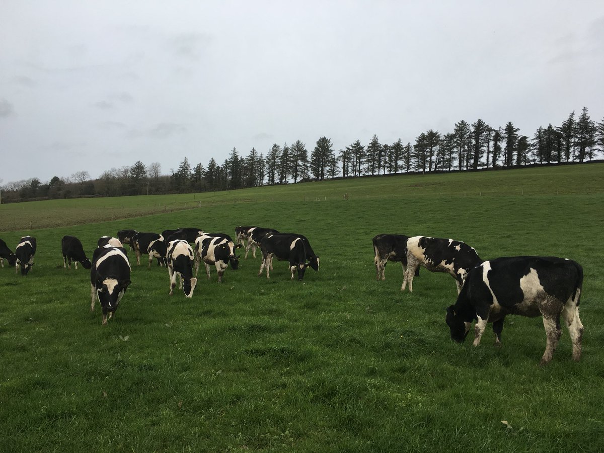 Brklydairysol's tweet photo. Fresh bite after the rain ☔️ ❄️ 💨 for the ich (R2’s) at grass #nextgenherd #autumncalvers #teamdairy https://t.co/5ilgAslNAz