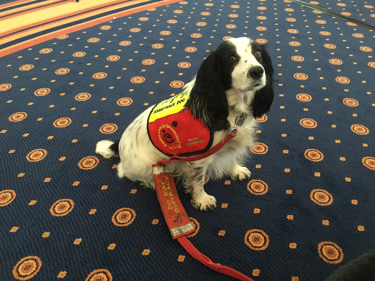 LucyAlexandria's tweet photo. #AssistanceDog #MollyDog being a good girl at #PersonalisedCare #QNIOnTour event. Getting lots of attention.
#DogAID #MyDogHelpsMe #cockerspaniel #spaniel #dogsoftwitter #MollyDogWithABlog https://t.co/J8z5KJ3rLq