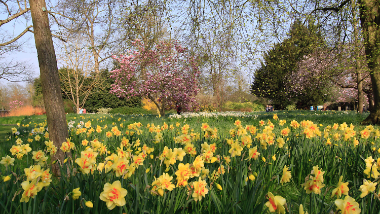 TimeOutLondon's tweet photo. Here are the best places to see daffodils in London.
https://t.co/jSYvIc71pF https://t.co/ScpXZiUMzB