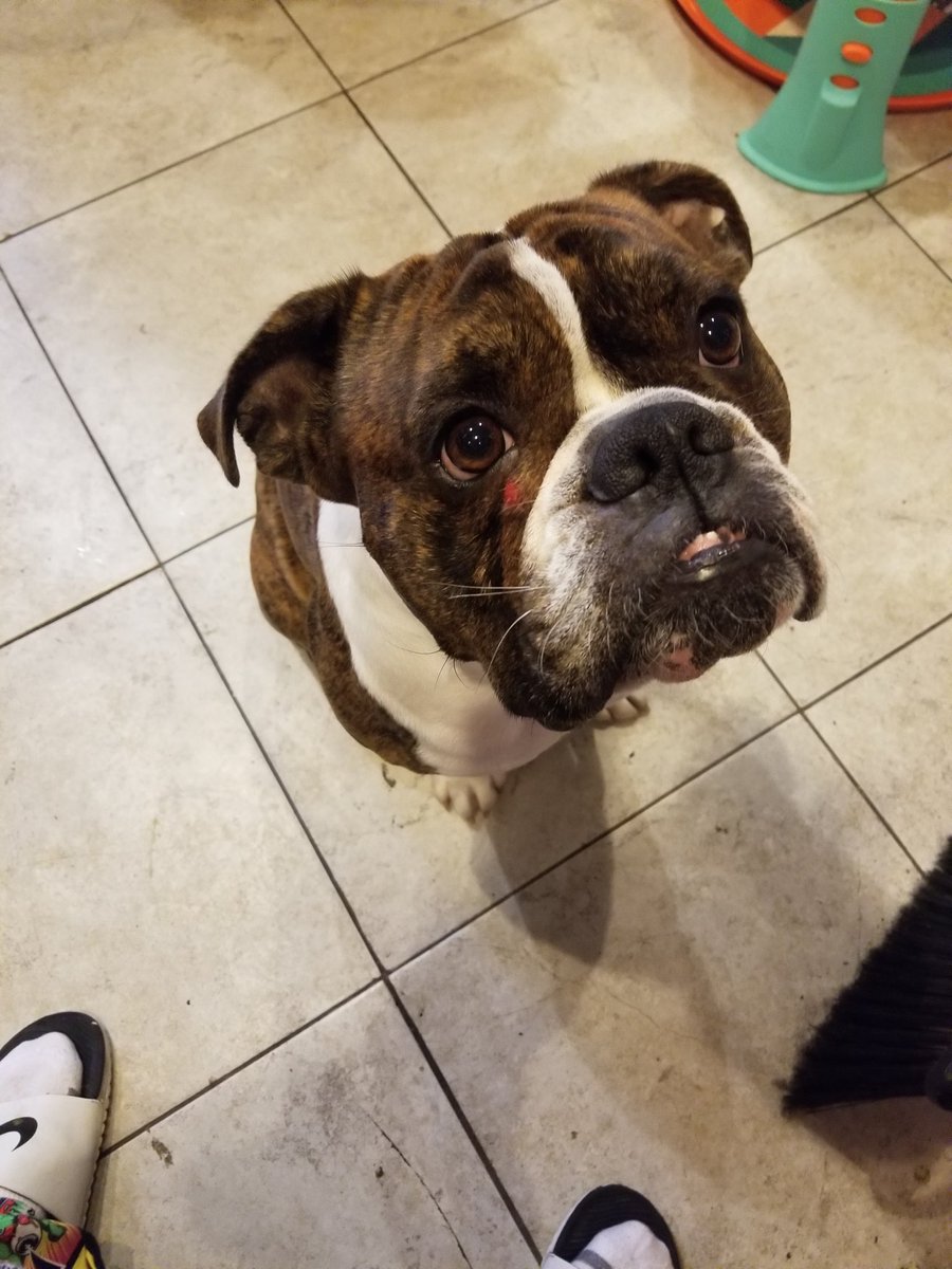 NapsMikeybk's tweet photo. My boy got a welt under his eye.....#spankyloco https://t.co/MkLmOmLORL