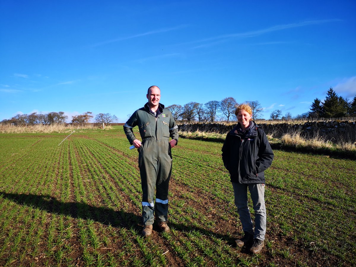 HuttonCSC's tweet image. Beautiful day for a #crop walk. Crops not looking bad either!  #Sustainability