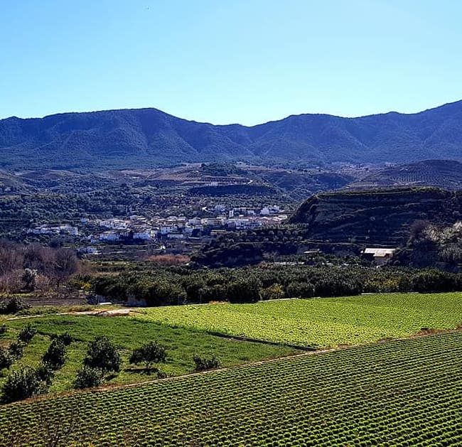 Farming in the Lecrin Valley... For anyone who thought Andalucia was dry and barren, think again. Our beautiful Valley is green and abundant and not just with fruit. #lecrinvalley #lecrin #andalucia #spain #farminginspain #agricultura #spanishlife #spanishproperty #liveinspain